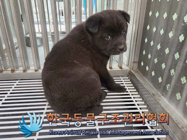 한국동물구조관리협회_441409202400406